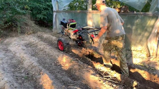 Копаем картофель ? мотоблоком Weima 21августа 2019 год•Украина• смотреть онлайн