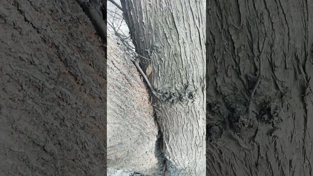 Любовь деревьев (сростание стволов) смотреть онлайн