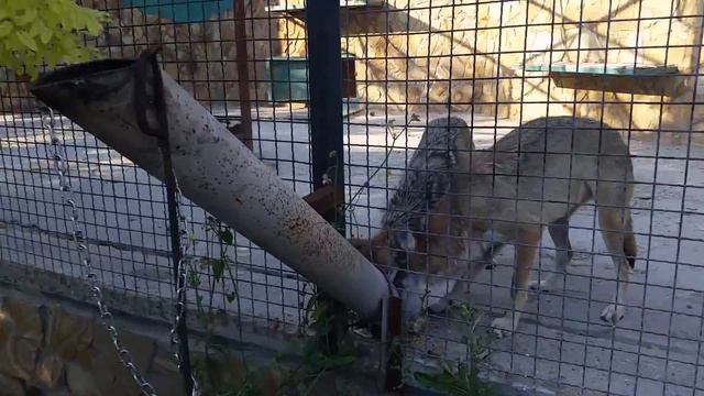 25.07.2015 Safari-Park Taygan | Сафари-парк Тайган смотреть онлайн