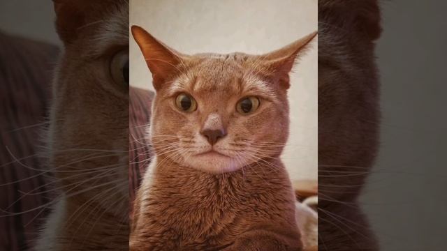 Абиссинский кот по кличке Симба. Позитивный и эмоциональный кот, который любит ласку смотреть онлайн