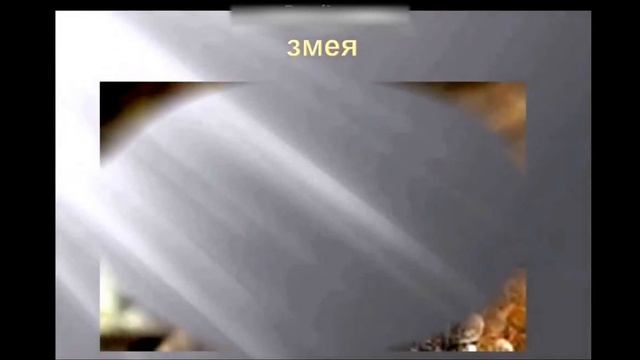 Домашние и дикие животные. Развивающее видео для детей от года. смотреть онлайн