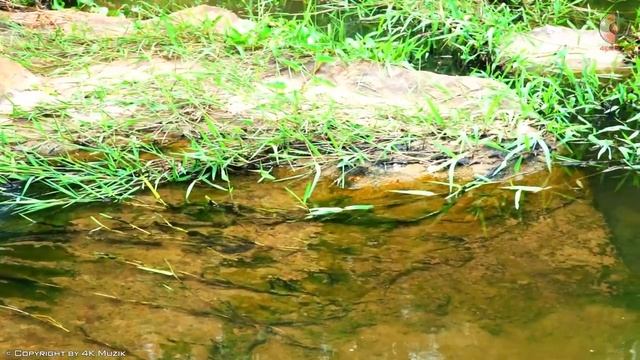 Happy Morning Cafe Music?Wake Up With Fresh Energy - Beautiful Spanish Guitar Music For Your New Da смотреть онлайн