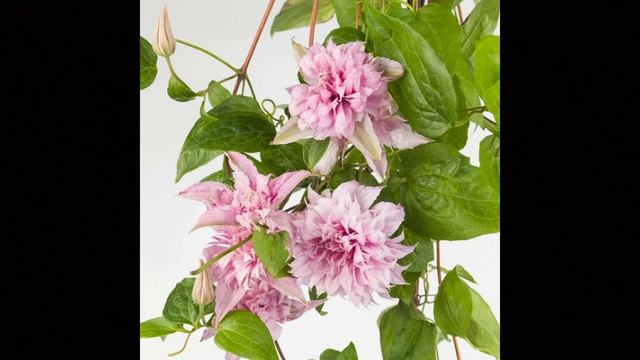 НОВИНКА!!! Клематис MULTI PINK смотреть онлайн