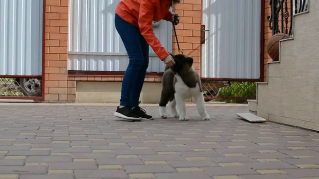 Предлагаю мальчика породы Американская акита смотреть онлайн