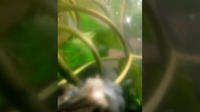 Водяная черепаха кормление) смотреть онлайн