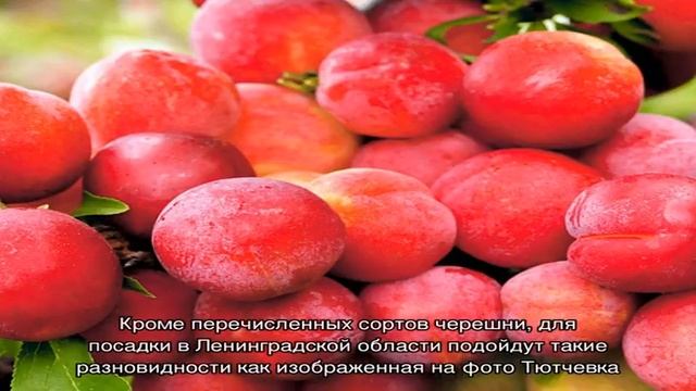Черешня для Ленинградской области: сорта, особенности посадки и ухода смотреть онлайн