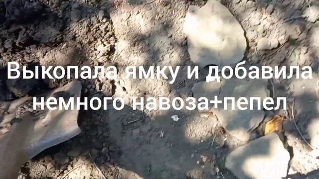 Мои новинки в саду.Барвинок Альба.Плющ садовый.Сажаем вместе. смотреть онлайн