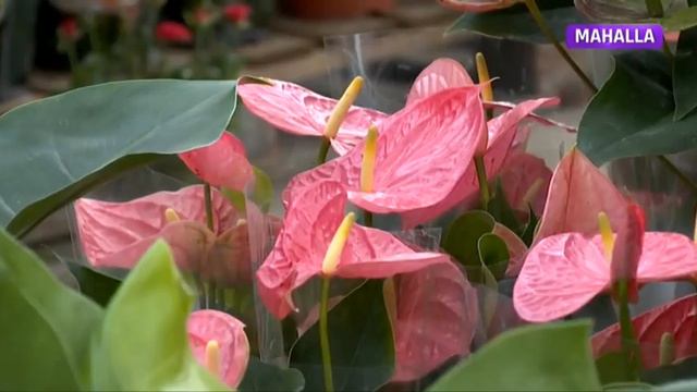 O`zimizning mahsulot | "Bahor Gullari" боғида гул етиштириш сирлари [08.11.2020] смотреть онлайн