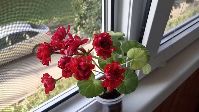 Цветение Пеларгонии Вектис Розебуд смотреть онлайн