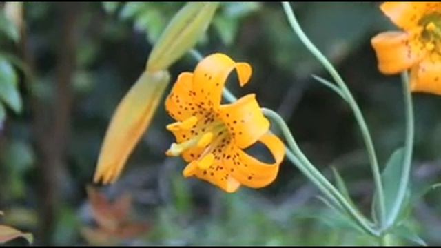 Прекрасное озеро Кламат Lake Klamath смотреть онлайн