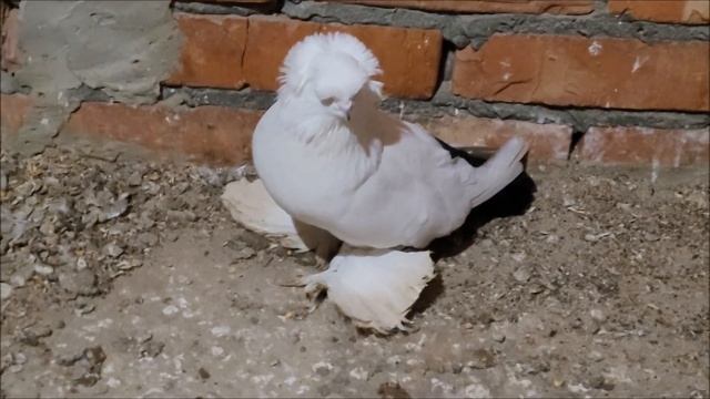 Сельские голуби. 2 02 2023 года. Голуби северокавказские, город Ипатово, 8 962 429 84 17. смотреть онлайн