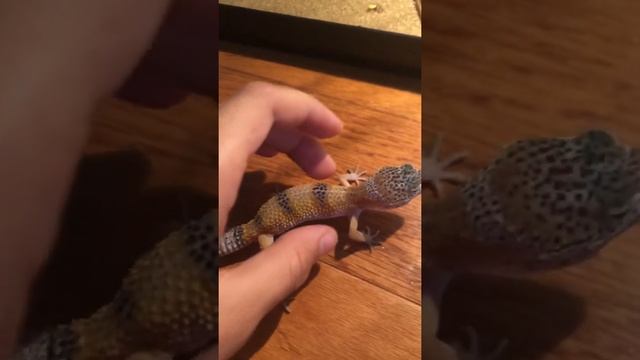 Леопардовый геккон. Эублефар смотреть онлайн