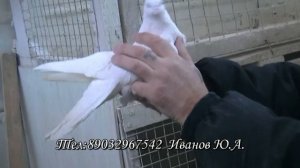 Голуби. Ижевские высоколетные.