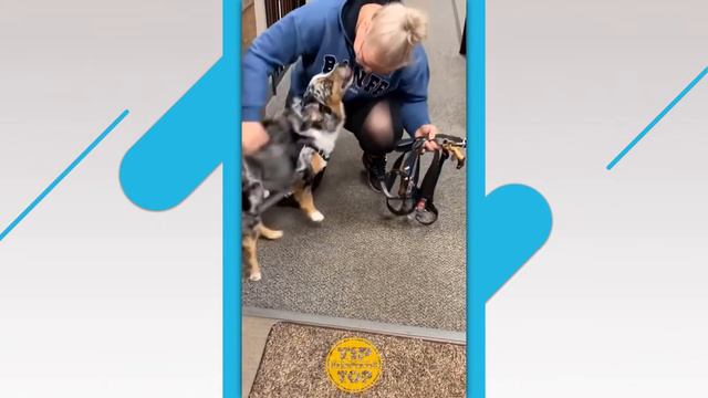 Приколы с собаками / Забавные собаки  / Видео с собаками