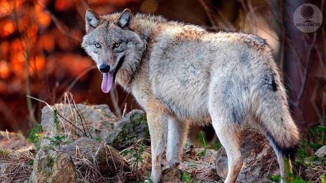 The most intelligent and cunning wolf, People called him the King of the valley смотреть онлайн