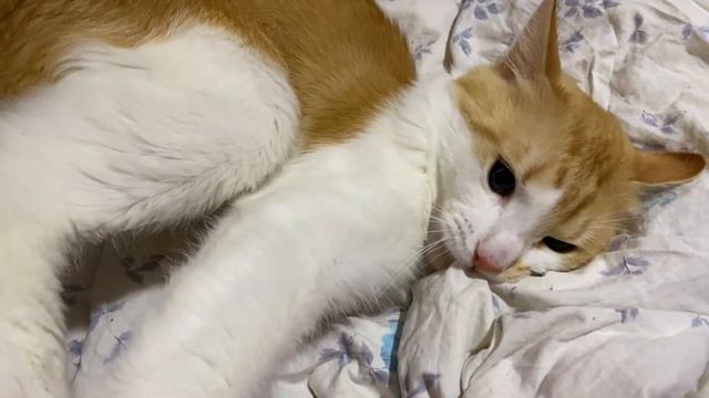 Кот злюка, большой кусь от кота хотя я даже его не злила смотреть онлайн