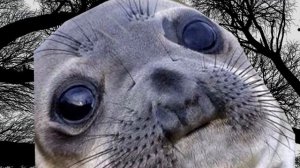 мем с тюленем