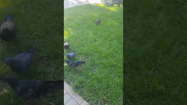 голуби играют футбол) смотреть онлайн