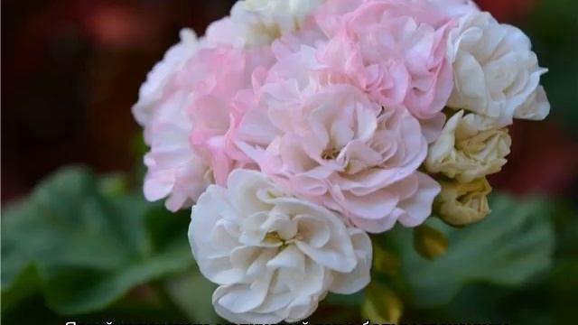 Пеларгония ЮГ Шукар, Аксинья, Ирландия и другие сорта смотреть онлайн