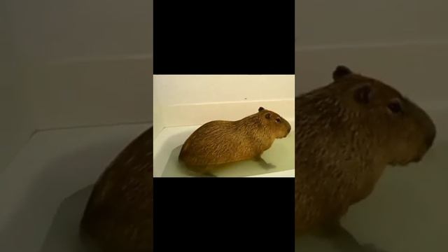 #мем#капибара#лайк смотреть онлайн