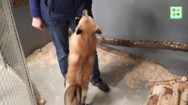 Как из дикой лисы воспитать домашнюю? смотреть онлайн
