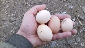 Куры билефельдер начали нести яйца/сравниваем первые яйца билефельдеров и фаверолей.