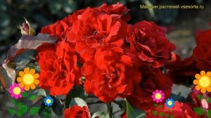 Роза флорибунда Лили Марлен. Краткий обзор, описание характеристик, где купить саженцы Lili Marleen