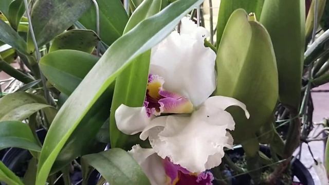 Cattleya Paradise This Weekend