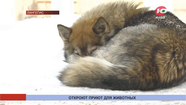 В Лангепасе появится ещё один приют для бездомных животных смотреть онлайн