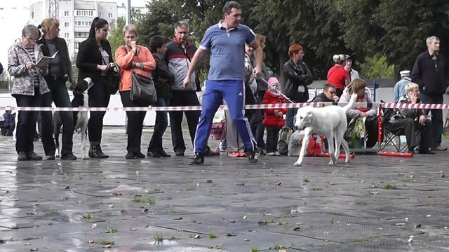 Выставка среднеазиатских овчарок "Осенняя Легенда - 2015" смотреть онлайн