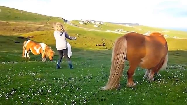 Самые Дорогие Породы Лошадей смотреть онлайн