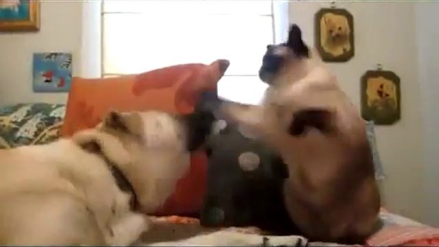 Драка Кот и Собака! Кто кого смотреть онлайн