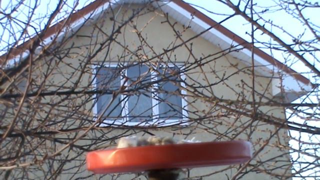 СИНИЧКИ ЗА ТРАПЕЗОЙ смотреть онлайн