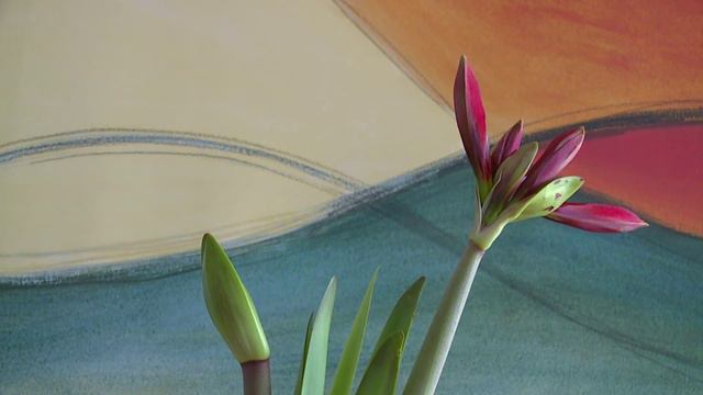 blossom time-lapse attempt one смотреть онлайн