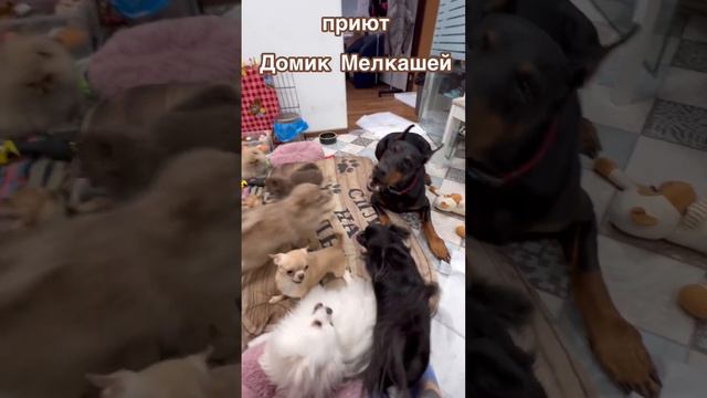Мелкаши напали на добермана Ночку смотреть онлайн