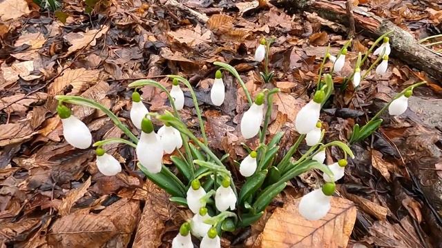 СМОТРЕТЬ КАЖДОМУ ! Как нужно отмечать 23 февраля. смотреть онлайн
