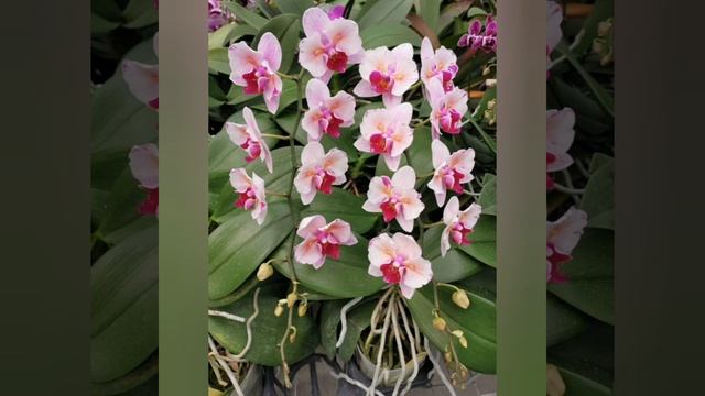 Орхидея бабочка Розовая Мечта Phalaenopsis Pink Dream смотреть онлайн