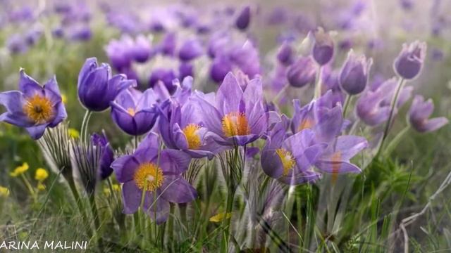 ВЕСЕННИЕ ЦВЕТЫ смотреть онлайн