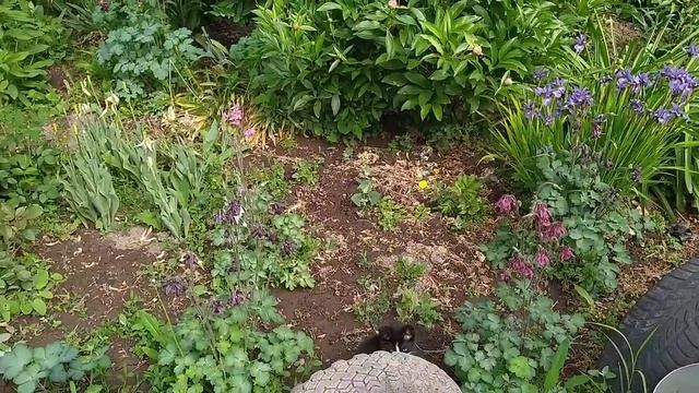 Природа в моём дворе.каштан цветёт. смотреть онлайн