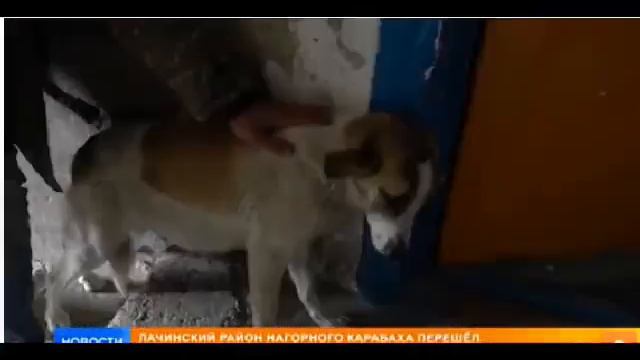 Армянин забрал все,но собаку оставил.Джек понял что служил нелюдям смотреть онлайн