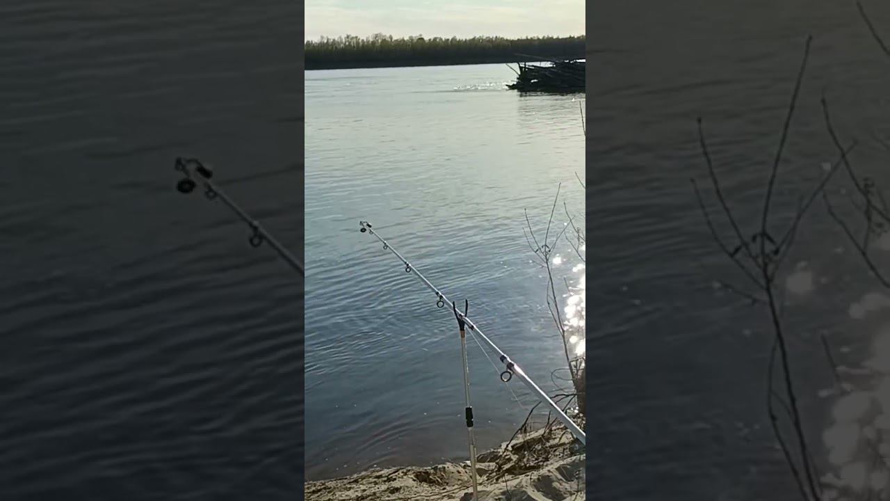 Такую поклёвку на донку проспать невозможно смотреть онлайн