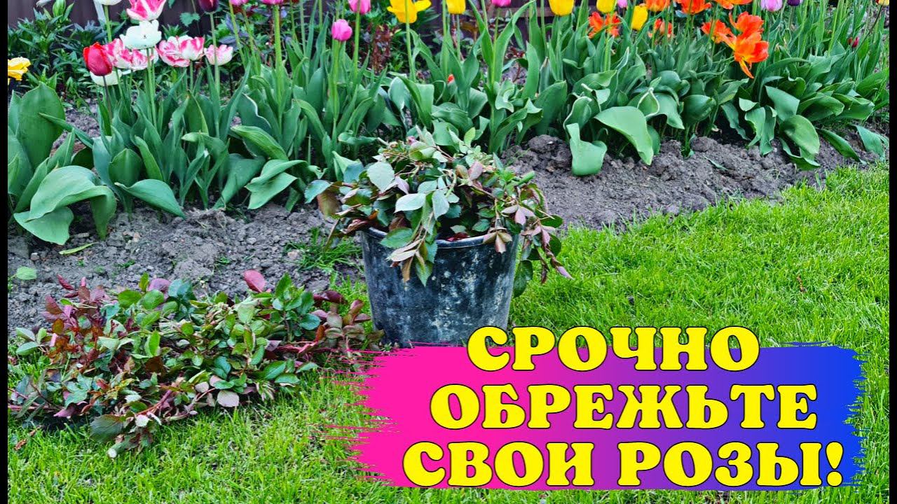 ЭКСТРЕННЫЙ ВЫПУСК! СРОЧНО проверьте СВОИ розы! Они МОГУТ НЕ ЗАЦВЕСТИ! смотреть онлайн