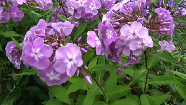 Флокс метельчатый СЕЛЕНА - автор В.В.Корчагин, В.Г.Борисова, выведен в 2012 году. смотреть онлайн