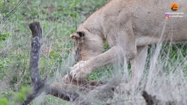 Baby Impala Fights Back With Head inside Lion's Mouth смотреть онлайн