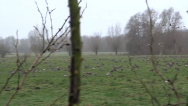 Дикие гуси из Сибири смотреть онлайн