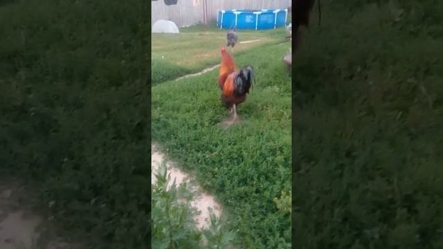 Петух породы Маран смотреть онлайн