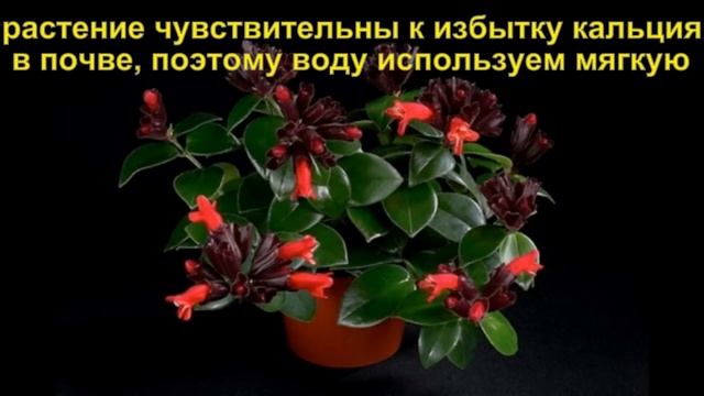 Эсхинантус (Aeschynanthus).Правила ухаживание в домашних условиях.размножение.