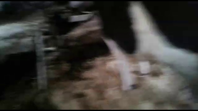 Товарные телки и нетели молочных пород КРС с продуктивностью от 3500, +79656176005 WhatsApp пишите. смотреть онлайн