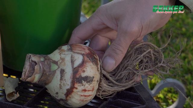 Как заставить цвести амариллис в домашних условиях? Амариллисы в горшке смотреть онлайн