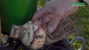 Как заставить цвести амариллис в домашних условиях? Амариллисы в горшке